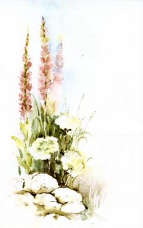Scan