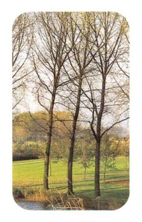 Scan